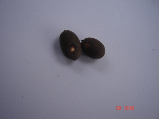 Sementes já lixadas. O ponto ideal é quando o interior da semente (de cor branca) começa a aparecer. / Scarified seeds. The ideal point is when the inner part of seed (white) appears.