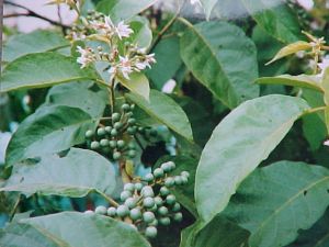 Jurubeba (Solanum paniculatum)